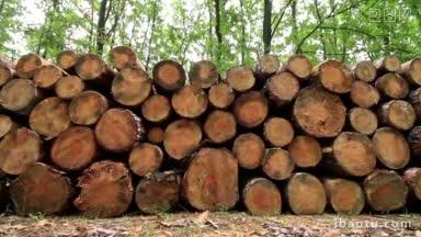 森林道路上的一大堆木头